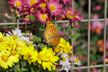 Obraz premium 花とツマグロヒョウモン