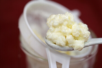 Drink of the centenarians, production of milk kefir 