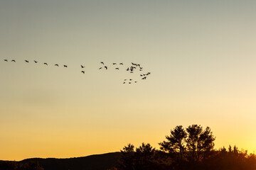 birds in the sky