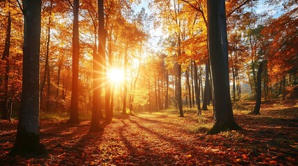 Fototapeta premium Autumn Sunset in Forest