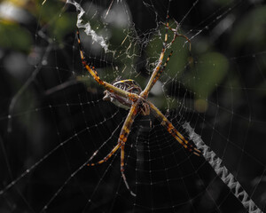 Silver Spider on the Web (Argiope argentata)