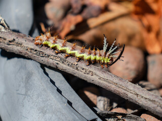 Colorful Caterpillar on a Branch 