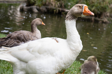 Geese Family Close to the Pond