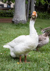 Male and Female Geese on the Grass