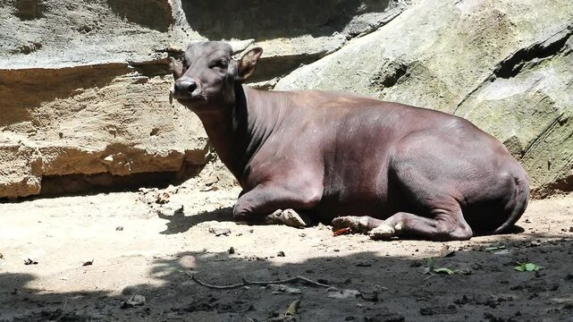 Anoa is sitting relaxed while sunbathing in the scorching sun