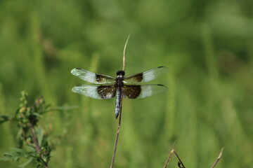dragonflies outside