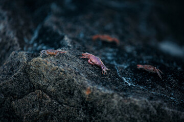 crab