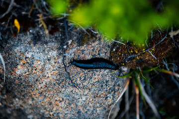 slug