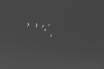 birds in the sky 