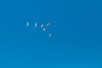 Birds in the sky 