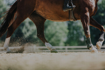 Dynamic close-up of a horse trotting in an arena, showcasing the rider's boots and the horse's...