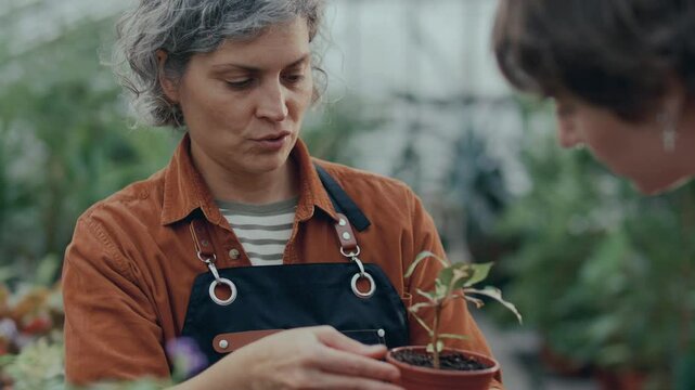 Professional florist handing potted plant to young female customer in greenhouse, giving advice, explaining characteristics and how to care for it