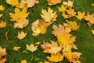 Bright yellow and golden maple leaves scattered on fresh green grass in autumn park on a crisp fall day. Seasonal change, Beauty of nature and vibrant outdoor scenery in autumn