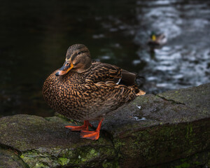 Mallard Duck