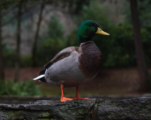 Mallard Duck