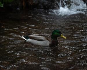 Mallard Duck