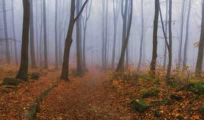 autumn forest in the fog