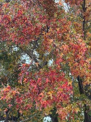 Trees In Autumn with red and yellow leaves