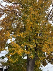 Trees In Autumn with red and yellow leaves