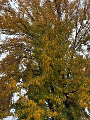 Trees In Autumn with red and yellow leaves