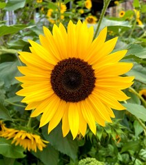 Fototapeta premium Bloomed sunflower in the front garden