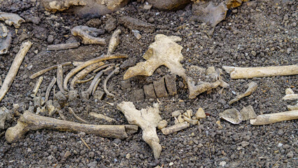 Archaeological excavation site with exposed human bones in soil, showcasing ancient skeletal remains.