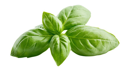 Fototapeta premium Basil leaf transparent background