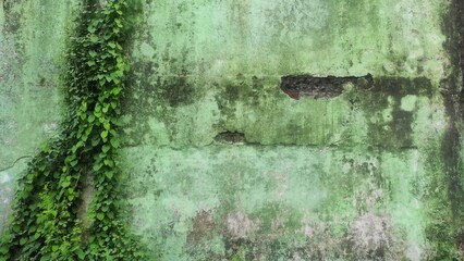 Climbing vines growing on an aged green wall with patches of peeling paint and cracks, creating a natural contrast between the greenery and weathered texture.