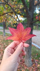 Hoja de oto&ntilde;o