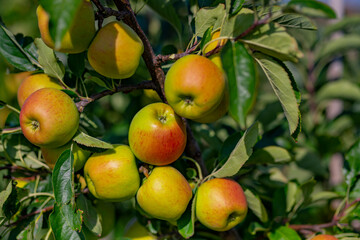 Apple tree plantation. Ripe red apples on a tree. Juicy apples. Apple orchard. Apple on tree in the garden. Harvest of fresh red apples.