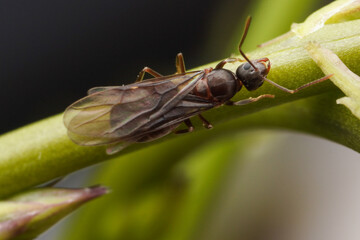 A close up macro shot of a black queen ant with wings sitting on a green branch 