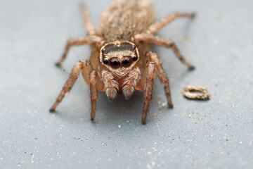 A close up macro shot of a jumping spider
