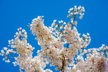 Flowers of cherry blossom. Spring background. Branches of blossom cherry tree. White cherry tree blossom flowers blooming in springtime. Spring bloom. White blossom.