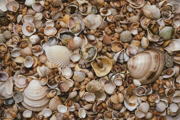 Ocean mollusk shells. Seashells. Seashell background. Texture of the shells. Seashell background. Colorful sea shells as background.