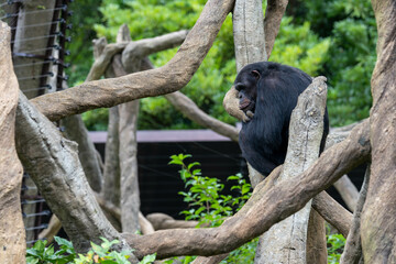 木の上で考え込むチンパンジーの横顔
