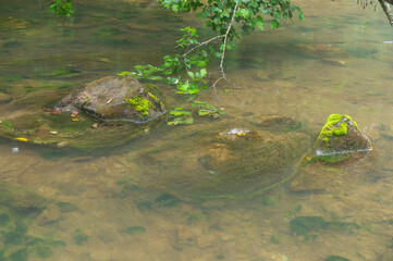 Forest stream with stones and clear water, tree branches with green foliage.