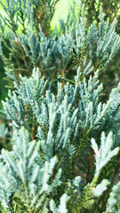 Close-Up of Lush Green Cedar Foliage