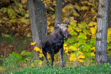 Young calf moose walking out of the woods
