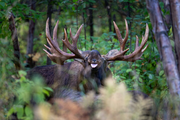 Bull moose during rut scenting a female in the area