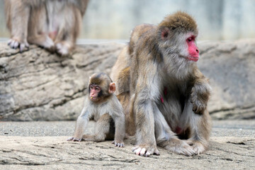 かわいい親子のニホンザル