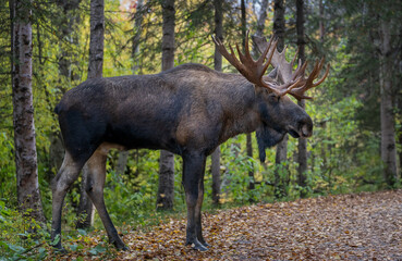 Bull moose in Alaska on a leaf covered path