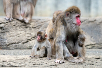かわいい親子のニホンザル