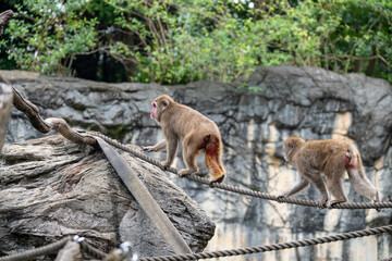ロープを渡るニホンザル