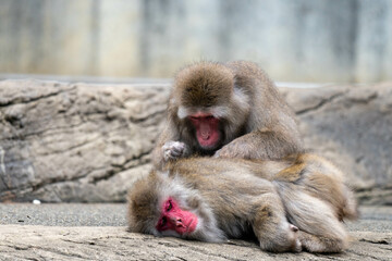 毛づくろいをされ気持ちよさそうなニホンザル