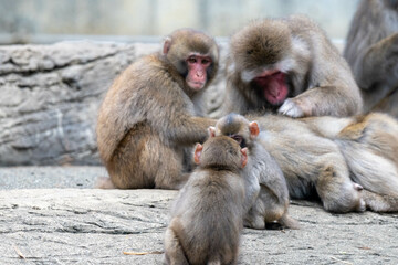 毛づくろいをされ気持ちよさそうなニホンザル