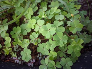 Oxalis acetosella, the wood sorrel or common wood sorrel, is a rhizomatous flowering plant in the family Oxalidaceae, common in most of Europe and parts of Asia. 
