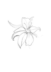 cute flower, lily, flower sketch