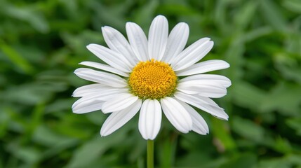 A closeup view of a white daisy blooming brightly against a backdrop of lush green grass.