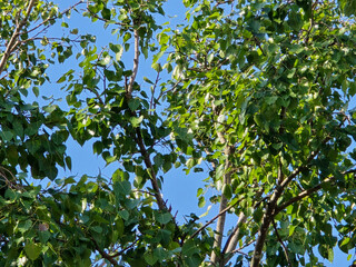 fresh green ficus religiosa leaves in nature garden