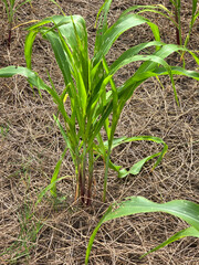 Obraz premium corn tree in nature garden